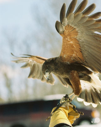 Falconry Falcon Hawk
